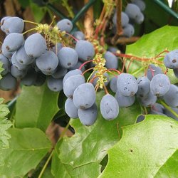 Berberine HCL Capsules